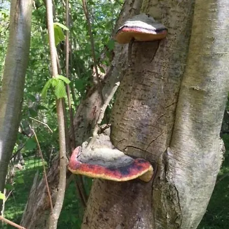 Feriehus Retro Idyll And Bird Sounds In Quiet Oasis *