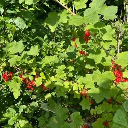 Retro Idyll And Bird Sounds In Quiet Oasis Feriehus